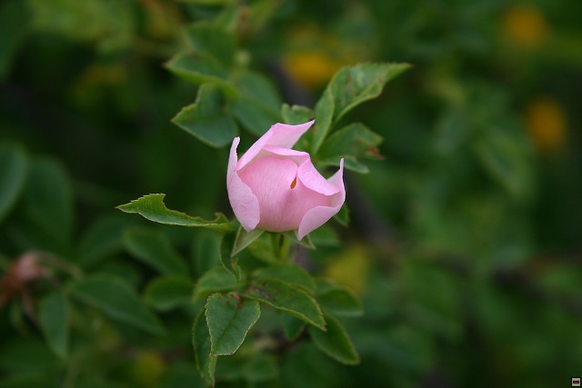 img00012.jpg